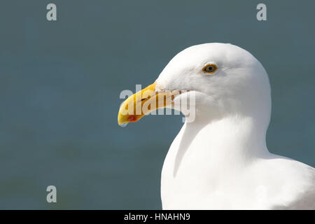 Portrait d'une California Sea Gull, Close up avec de l'eau dans l'arrière-plan, seule goutte d'eau qui se forme sur la pointe de bec Banque D'Images