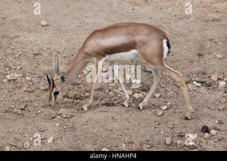 Saharienne la gazelle dorcas (Gazella dorcas), également connu sous le nom de Cordofan dorcas. Banque D'Images