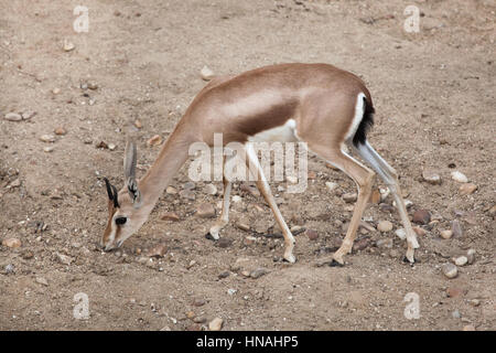 Saharienne la gazelle dorcas (Gazella dorcas), également connu sous le nom de Cordofan dorcas. Banque D'Images