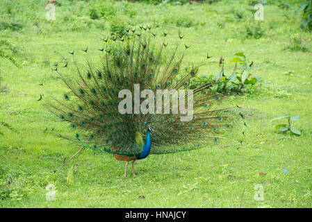 Paons indiens afficher, Pavo cristatus, parc national Udawalawe, Sri Lanka Banque D'Images