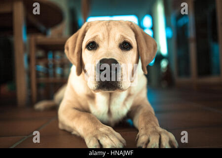 Portrait d'un jeune labrador retriever avec des fourrures, à la caméra en Banque D'Images
