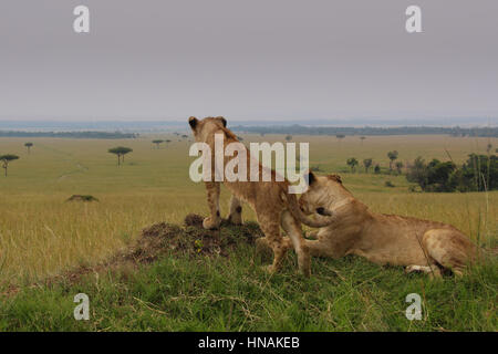 Lioness (Panthera leo) et son petit à la recherche de nourriture dans les masais Maria, Kenya Banque D'Images