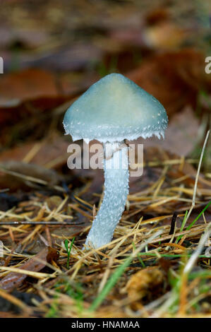 Stropharia caerulea Blue Roundhead - Banque D'Images