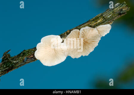 Oysterling - Crepidotus variabilis variable Banque D'Images