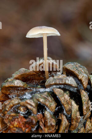 Baeospora myosura Conifercone - Cap Banque D'Images