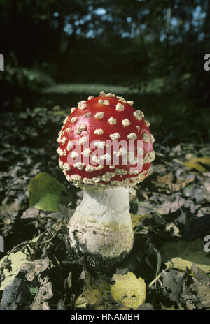 Agaric Fly - Amanita muscaria Banque D'Images