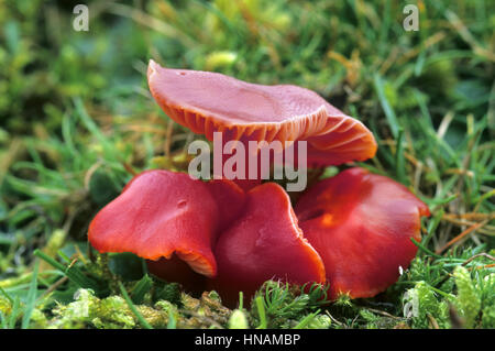 - Waxcap écarlate Hygrocybe coccinea Banque D'Images