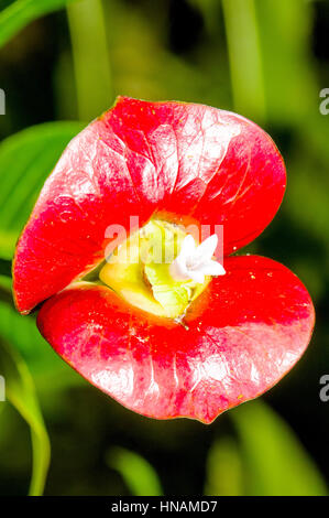 Close up of Hooker's Lips (Psychotria elata) avec sa paire de lèvre rouge vif-bractées entourant petit, blanc, fleurs tubulaires. Banque D'Images