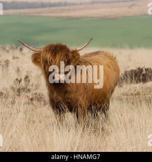 vache Highland Banque D'Images