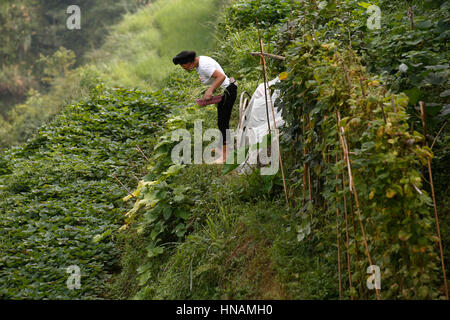 Un Yao womam recueille des légumes dans son jardin à Tian Tou dans le village Longji terrasses de riz, près de Guilin, province du Guangxi, Chine, le jeudi 1 août Banque D'Images