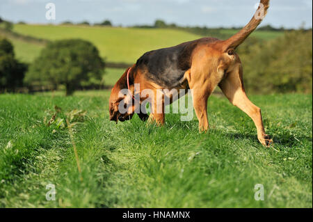 Suivant un sentier bloodhound Banque D'Images