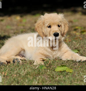 Chiot golden retriever Banque D'Images