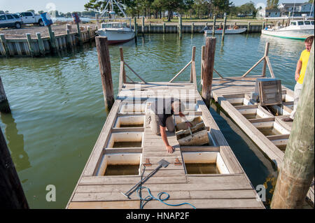 Sur la côte est du Maryland, un homme de la récupération les huîtres de la baie de Chesapeake. Banque D'Images