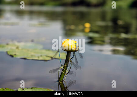 Libellule sur lily bud Banque D'Images