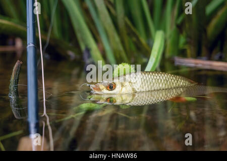 Les poissons pris à la mouche Banque D'Images