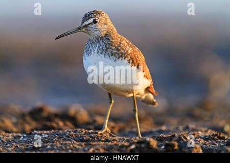 Sandpiper debout devant le marais de tourbe, les oiseaux d'eau, la migration du printemps au long bec d'oiseau Banque D'Images