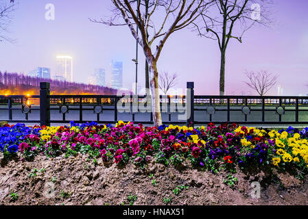 Arbres et fleurs de nuit au Lac Xuanwu Nanjing Banque D'Images