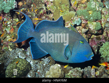 Une baliste bleu (Pseudobalistes fuscus). Ils se méfient des plongeurs et ont tendance à se cacher dans les anfractuosités du récif si on s'en approche. Difficile de photographier ! Mer Rouge. Banque D'Images