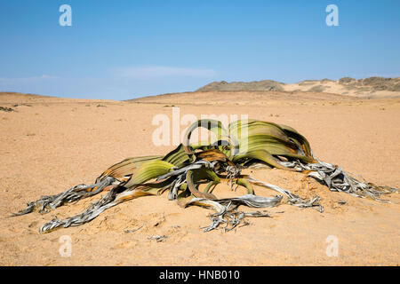 La Welwitschia mirabilis, plante fossile vivant, Swakopmund, Namibie, l'Afrique, par Monika Hrdinova/Dembinsky Assoc Photo Banque D'Images