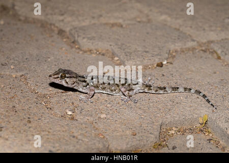 Gecko Turner, Chondrodactylus turneri, Etosha National Park, Namibie, Afrique, par Monika Hrdinova/Dembinsky Assoc Photo Banque D'Images