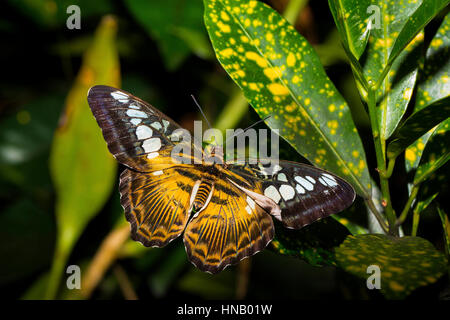 Papillon non identifié, l'île de Bohol, Philippines, archipel Visayas, par Monika Hrdinova/Dembinsky Assoc Photo Banque D'Images