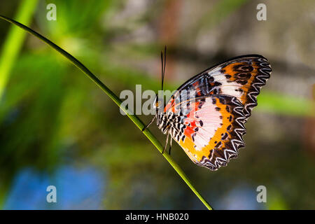 Papillon non identifié, l'île de Bohol, Philippines, archipel Visayas, par Monika Hrdinova/Dembinsky Assoc Photo Banque D'Images