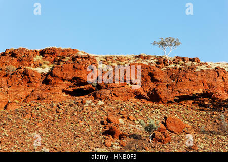 Eucalyptus gum tree growing on rocky hillside in Australian Outback, Pilbara, Australie occidentale. Banque D'Images