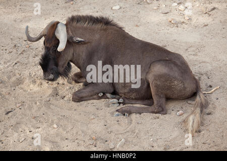 Le gnou (Connochaetes gnou noir), également connu sous le nom de white-tailed gnu. Banque D'Images