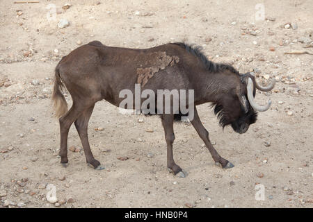 Le gnou (Connochaetes gnou noir), également connu sous le nom de white-tailed gnu. Banque D'Images