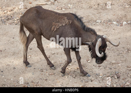 Le gnou (Connochaetes gnou noir), également connu sous le nom de white-tailed gnu. Banque D'Images