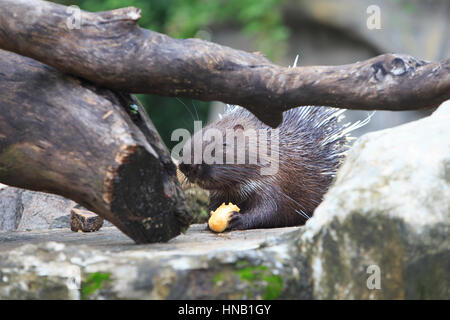 Photo de plante ou de légumes manger Porcupine Banque D'Images
