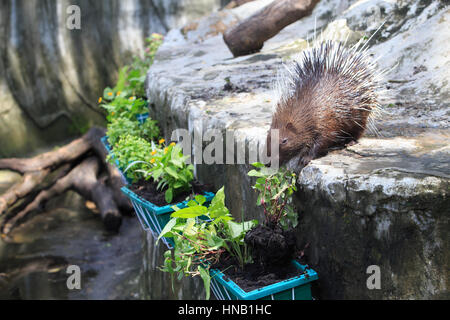 Photo de plante ou de légumes manger Porcupine Banque D'Images