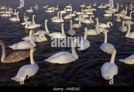 Cygnes Whopper (Cygnus cygnus) dans le lac Mashu,Parc National de Akan Hokkaido,Japon, Banque D'Images