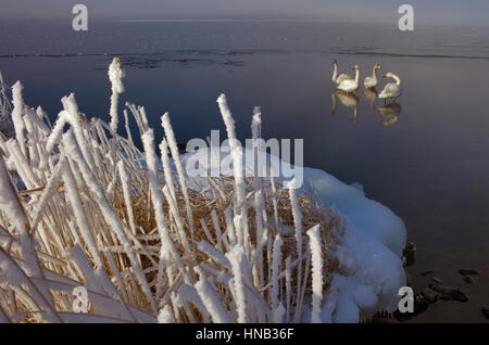 Cygnes Whopper (Cygnus cygnus) dans le lac Mashu,Parc National de Akan Hokkaido,Japon, Banque D'Images