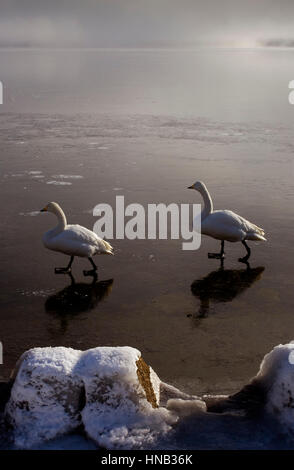 Panorama, vue panoramique, Cygnes Whopper (Cygnus cygnus) dans le lac Mashu,Parc National de Akan Hokkaido,Japon, Banque D'Images