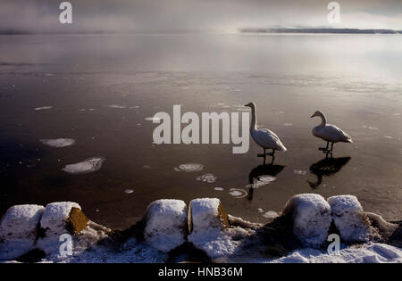 Panorama, vue panoramique, Cygnes Whopper (Cygnus cygnus) dans le lac Mashu,Parc National de Akan Hokkaido,Japon, Banque D'Images