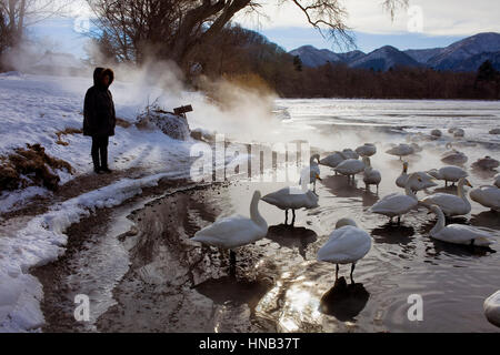 Panorama, vue panoramique, touristiques et de Cygnes Whopper (Cygnus cygnus) dans le lac Mashu,Parc National de Akan Hokkaido,Japon, Banque D'Images