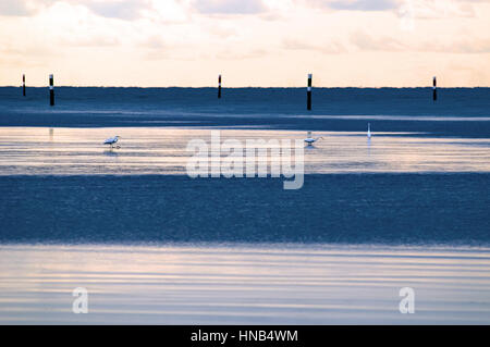 Mer calme au lever du soleil avec les grandes aigrettes (Ardea alba) tourné en Italie, Valle Cavanata réserve naturelle. Au lever du soleil sur la mer Banque D'Images