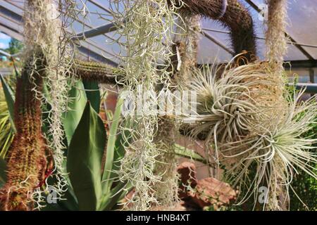 Cactus et succulentes émissions dans le jardin botanique de Hanovre, Allemagne du Nord, l'Europe. Banque D'Images