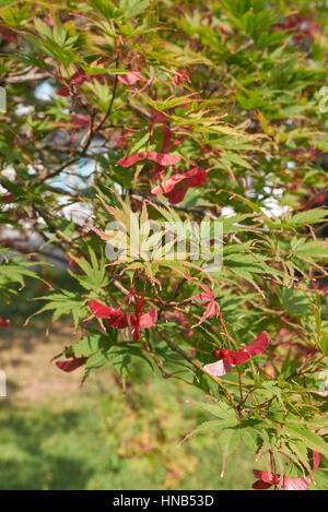 Acer palmathum Banque D'Images