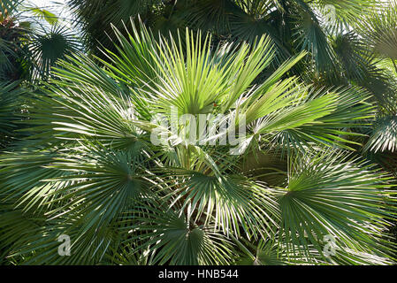 Chamaerops humilis Banque D'Images