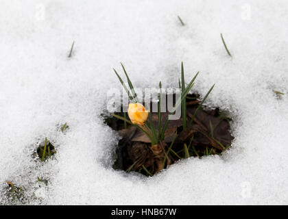 Fleur de crocus fraîches dans la neige au début du printemps Banque D'Images