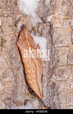 Papilio troilus Spicebush) chrysalis sur écorce de robinier après chute de neige. Cette espèce hiverne à l'état de chrysalide. Banque D'Images