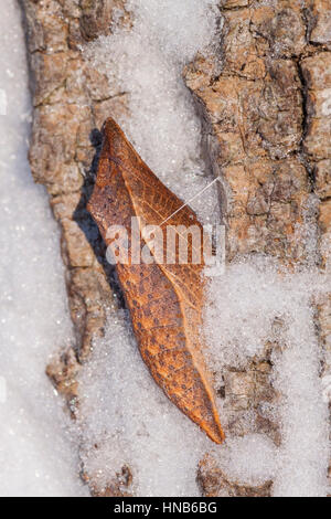 Papilio troilus Spicebush) chrysalis sur écorce de robinier après chute de neige. Cette espèce hiverne à l'état de chrysalide. Banque D'Images