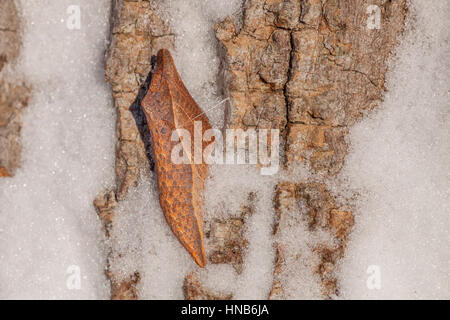 Papilio troilus Spicebush) chrysalis sur écorce de robinier après chute de neige. Cette espèce hiverne à l'état de chrysalide. Banque D'Images