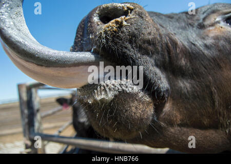 Vache léchant Banque D'Images