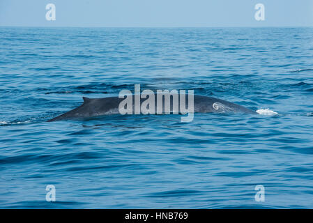 Rorqual bleu, Marissa, Weligama Bay, Sri Lanka Banque D'Images