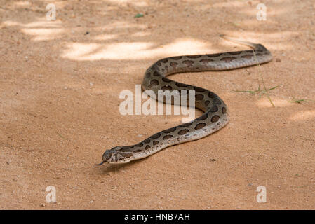 Le Viper de Russell, Daboia russelii, Sri Lanka Banque D'Images