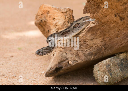 Le Viper de Russell, Daboia russelii, Sri Lanka Banque D'Images