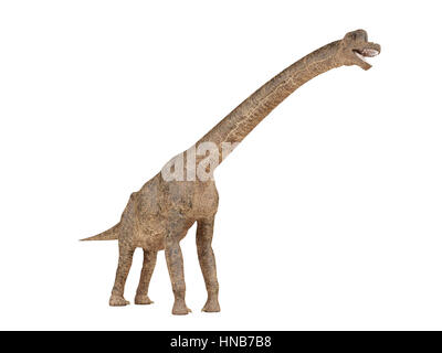 Dinosaure Brachiosaurus isolé sur fond blanc, 3D Rendering Banque D'Images
